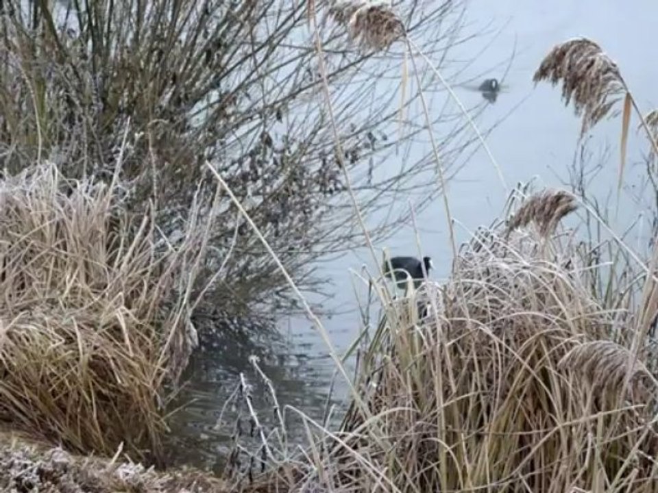 Nebelspaziergang an der Isar