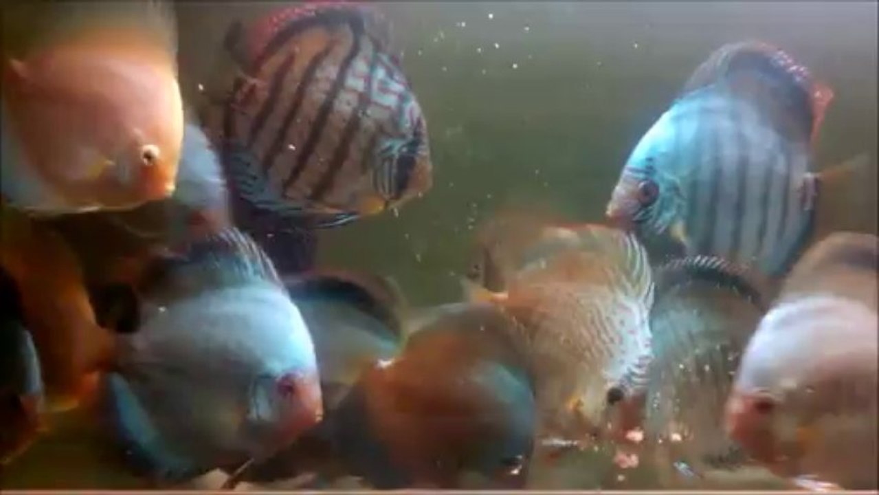 feeding discus