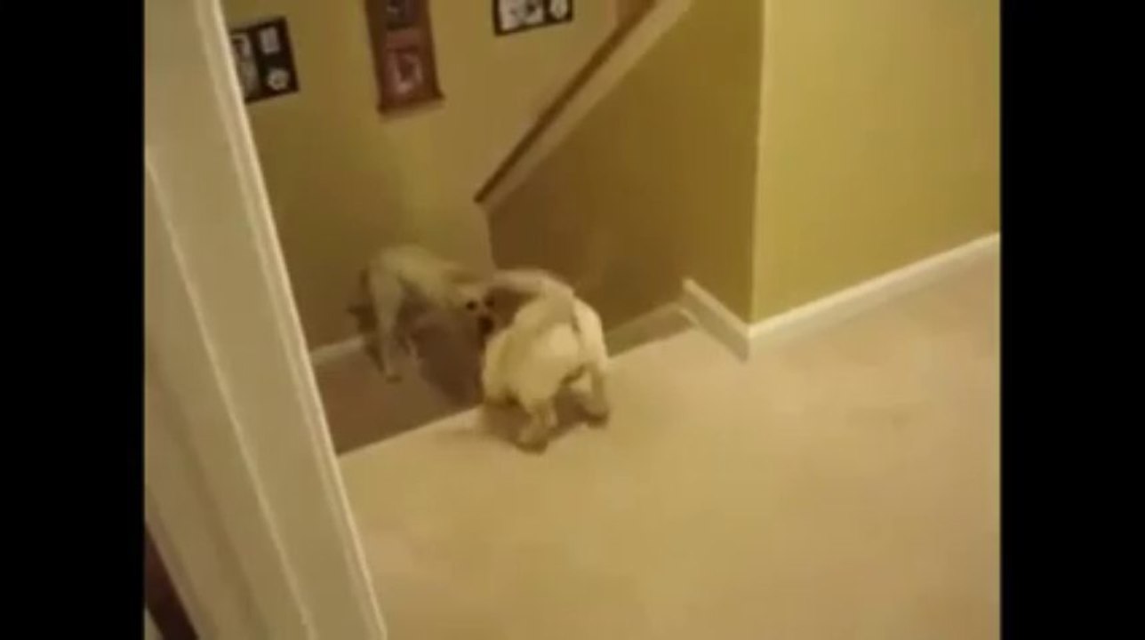 Difference Between Cats And Dogs