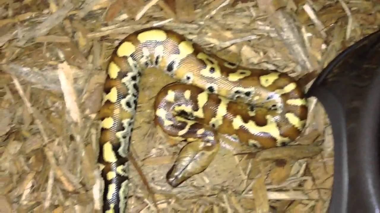 My Blood Python + Tank Setup