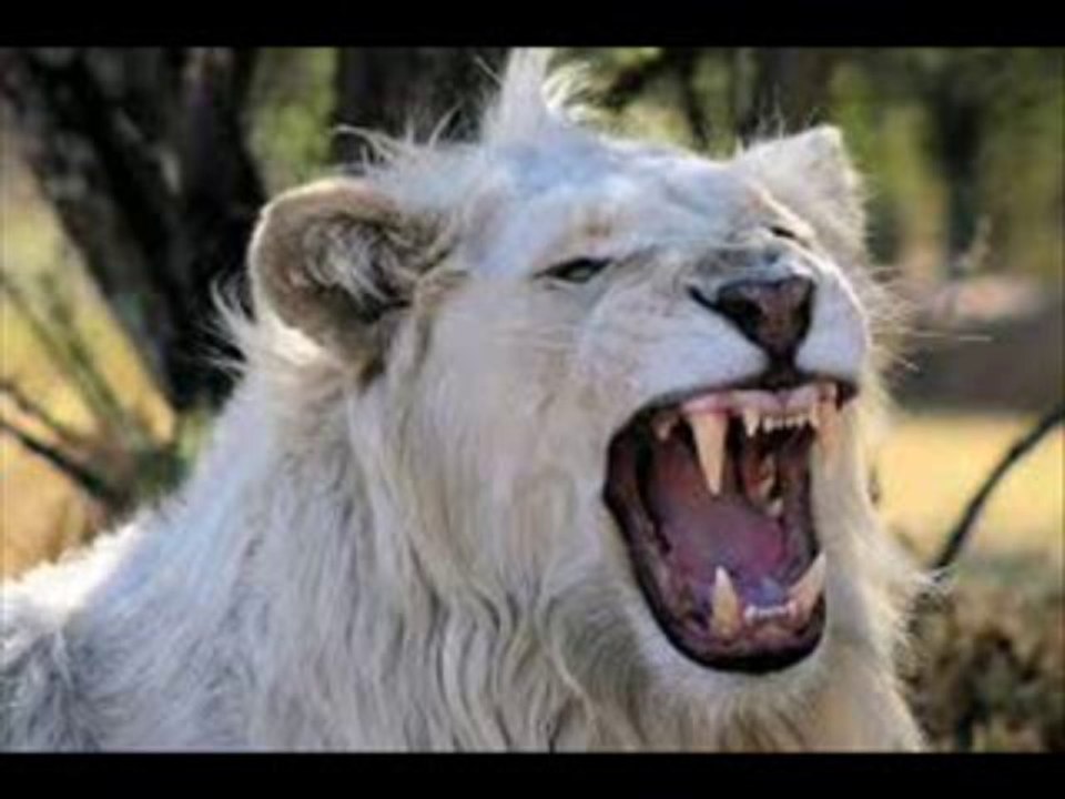 White Lion  HD x Trailer Films