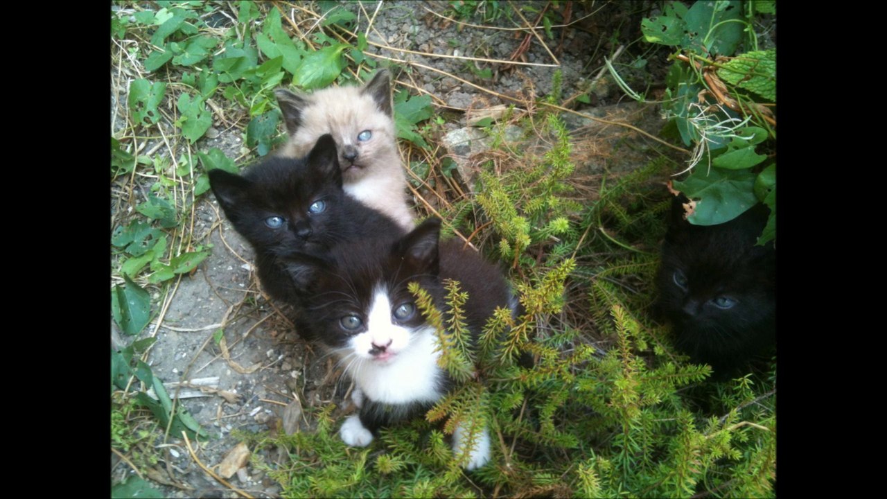 film facebook de maya