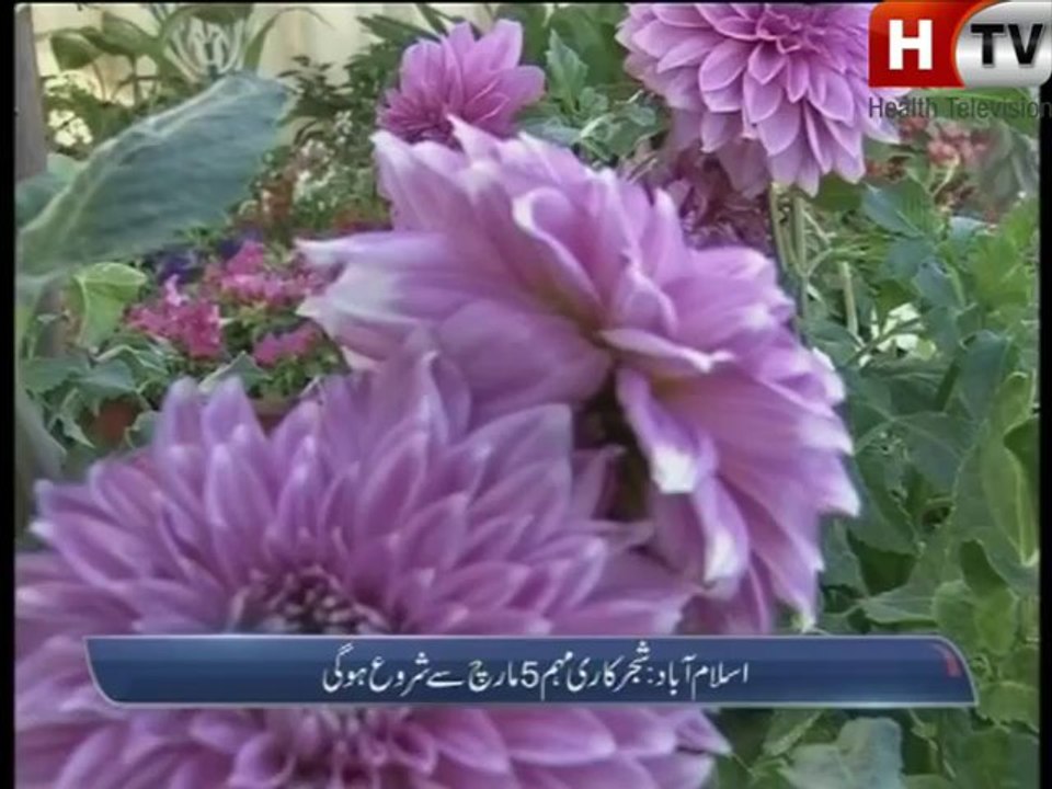 Ary News: Latest Updates and Reports