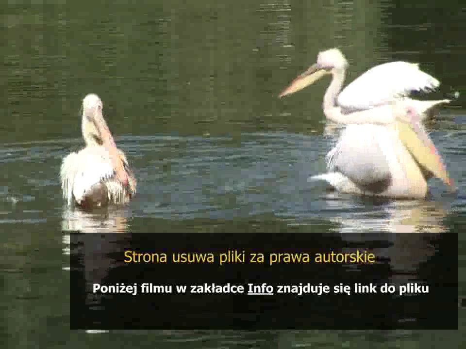 poradnik dla druida pacc