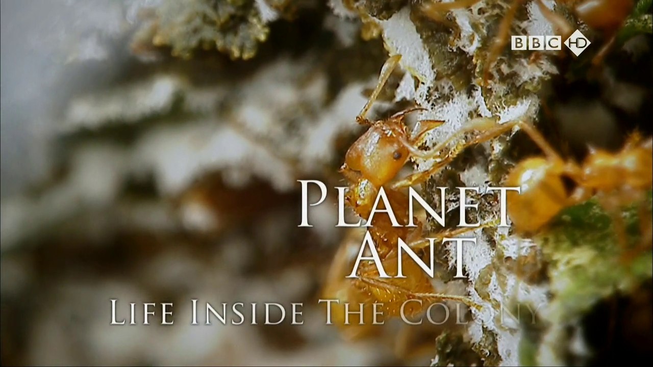 Planeta Formiga [BBC HD]