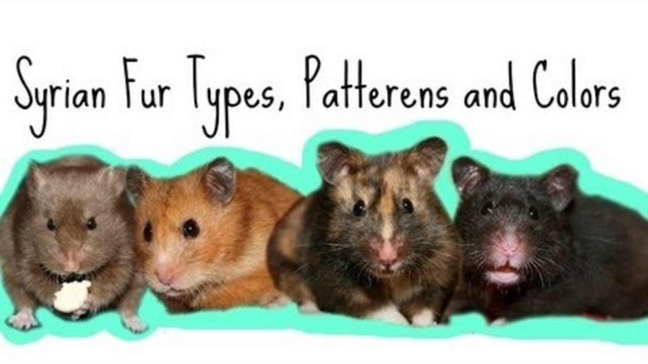 Syrian Fur types, Patterns and Colors