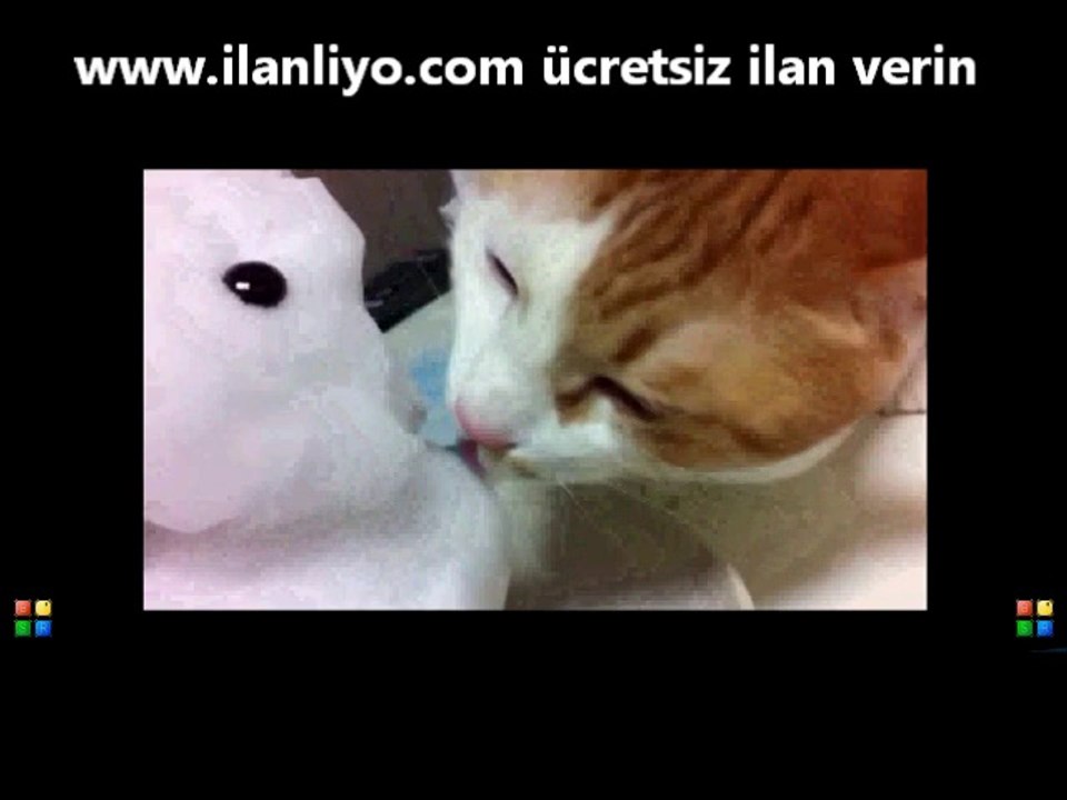 Kedi ve Kardan Adam Aşkı