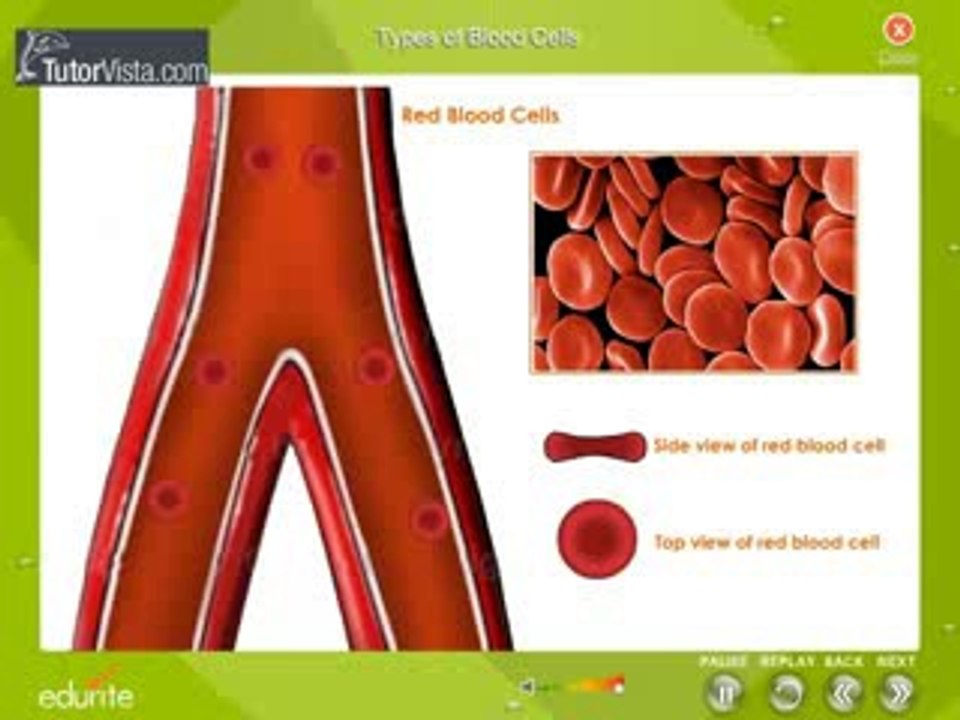 Types Of Blood Cells
