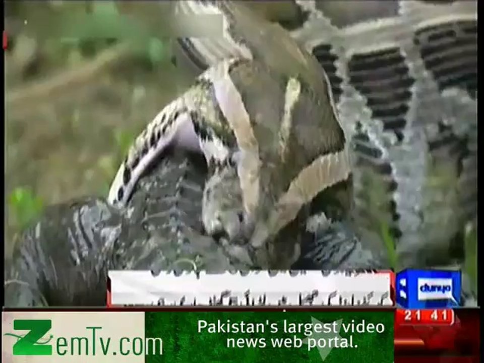 Snake Eats Crocodile ..