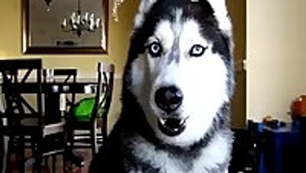 Husky Says Twelve Words