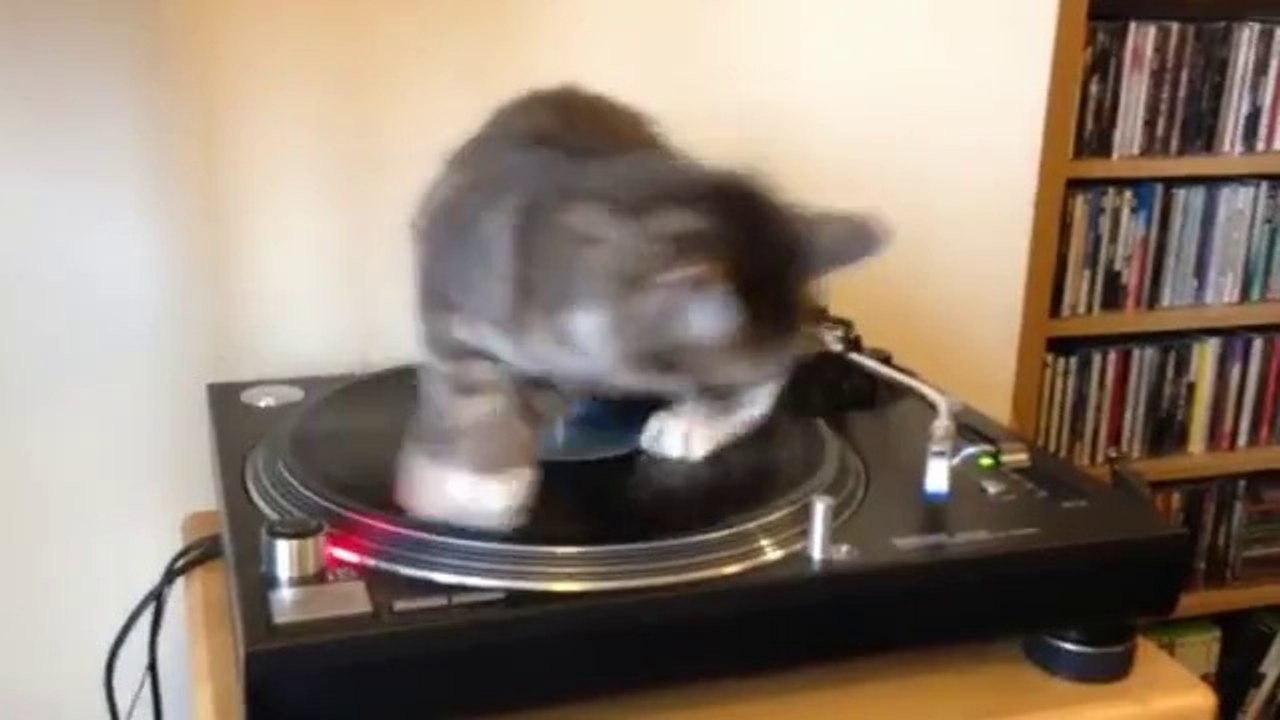 Vinyl Cat