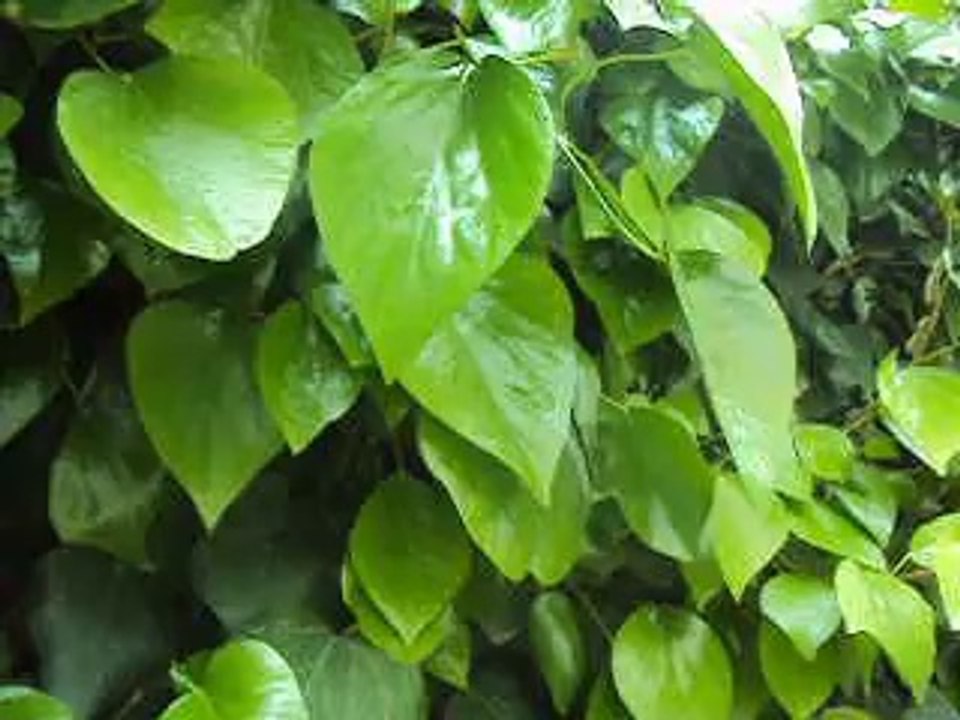 La prière du vendredi  on ne comprend rien "nuisances sonores" on se croirait au marché du dimanche