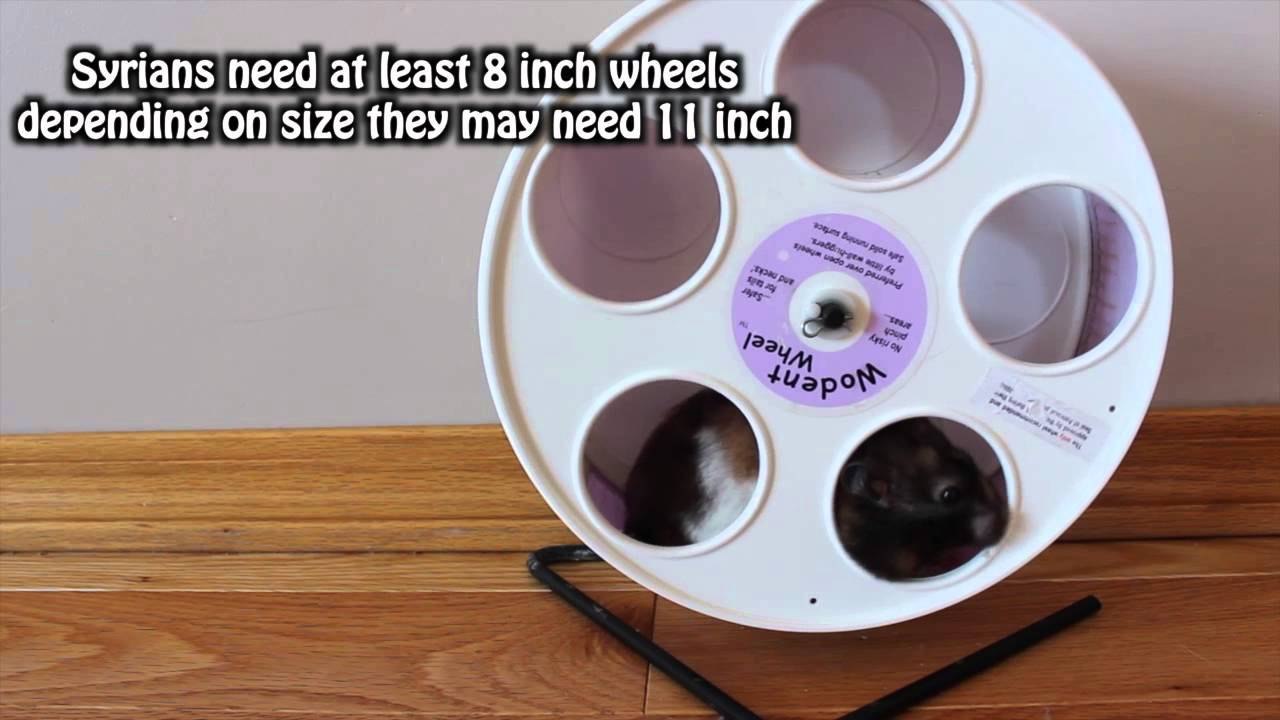 SYRIANS VS DWARFS (Differences)