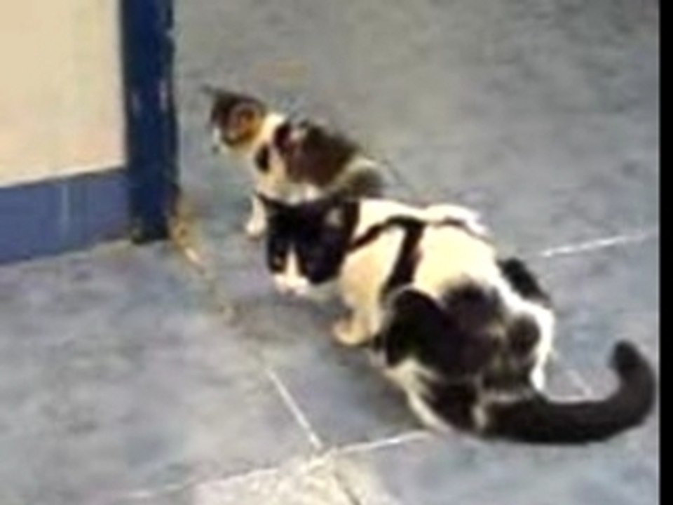 Affection maternelle