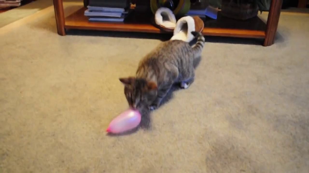 Kitten versus balloon