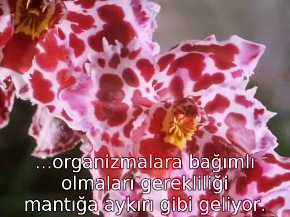 The Private Life of Plants -Living Together