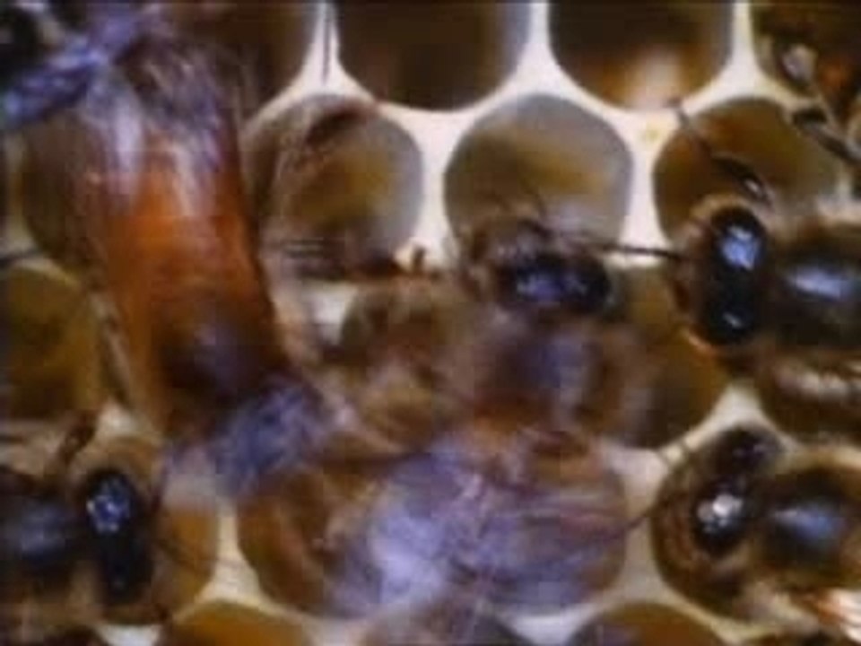 Morphine - Honey white