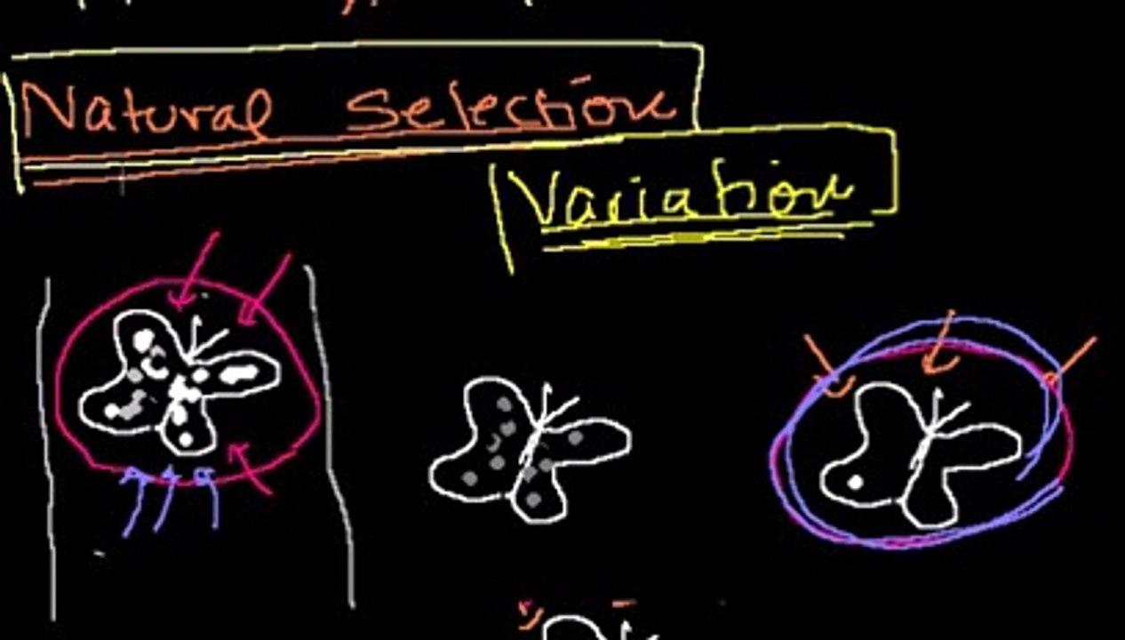 Introduction to Evolution and Natural Selection