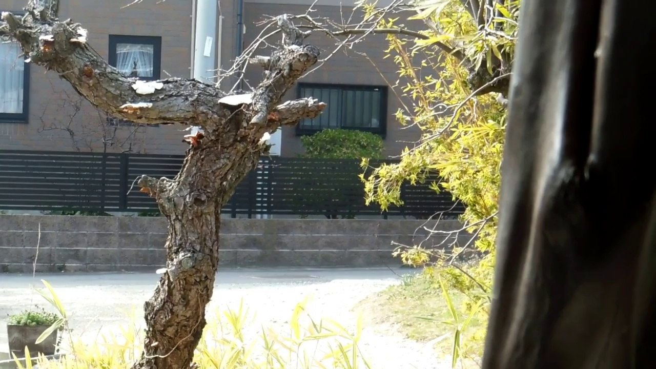 Discover Japan: Unforgettable Adventures Await! 🇯🇵