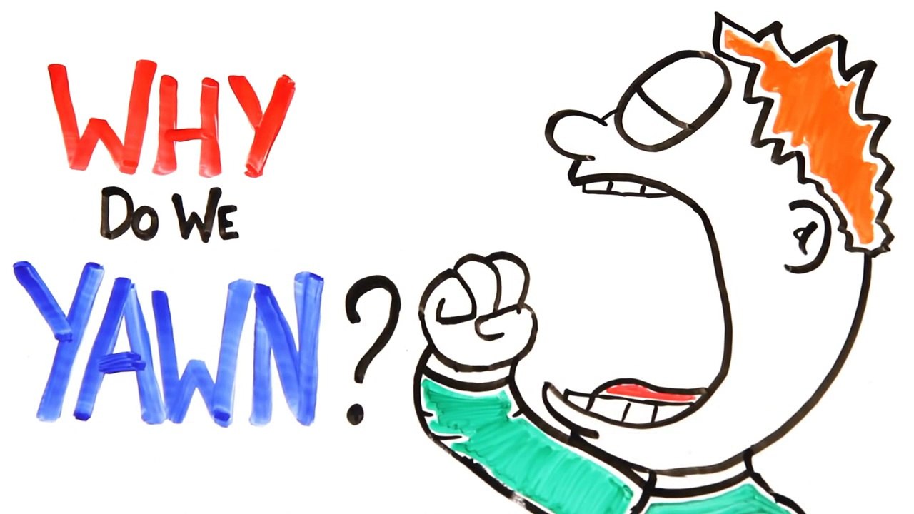 Why Do We Yawn???