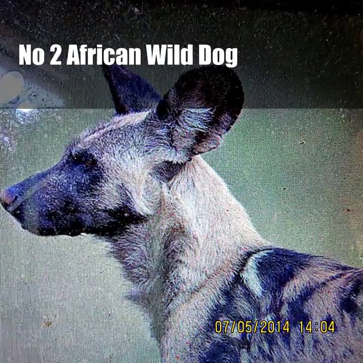 Top Five Killer Dangerous and Ferocious Dogs Explained