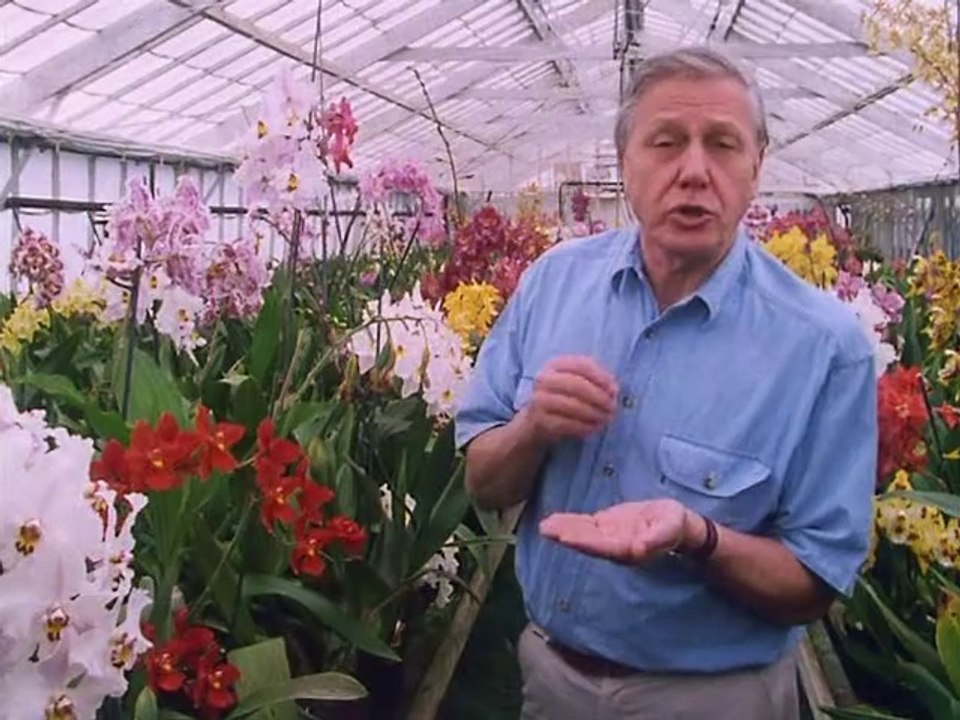 Private Life of Plants - Living Together