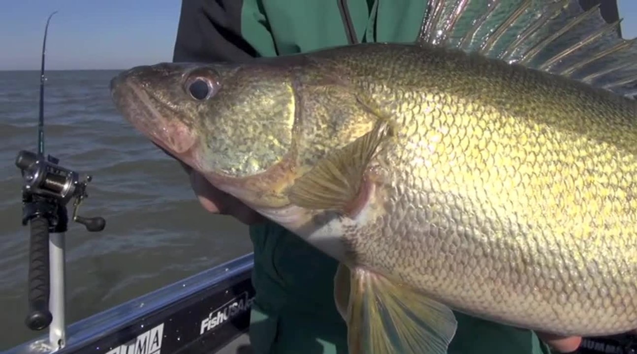 Easy Way to Check for Prime Water Clarity