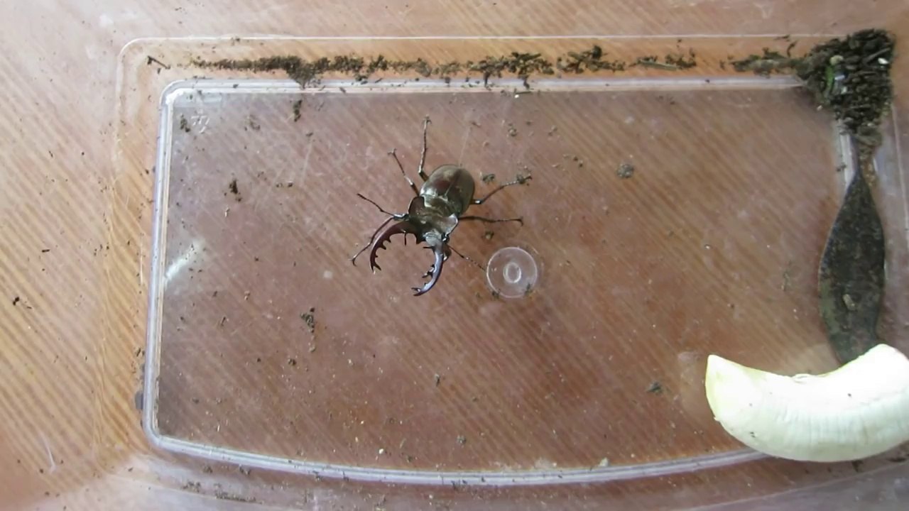 ミヤマクワガタ採集