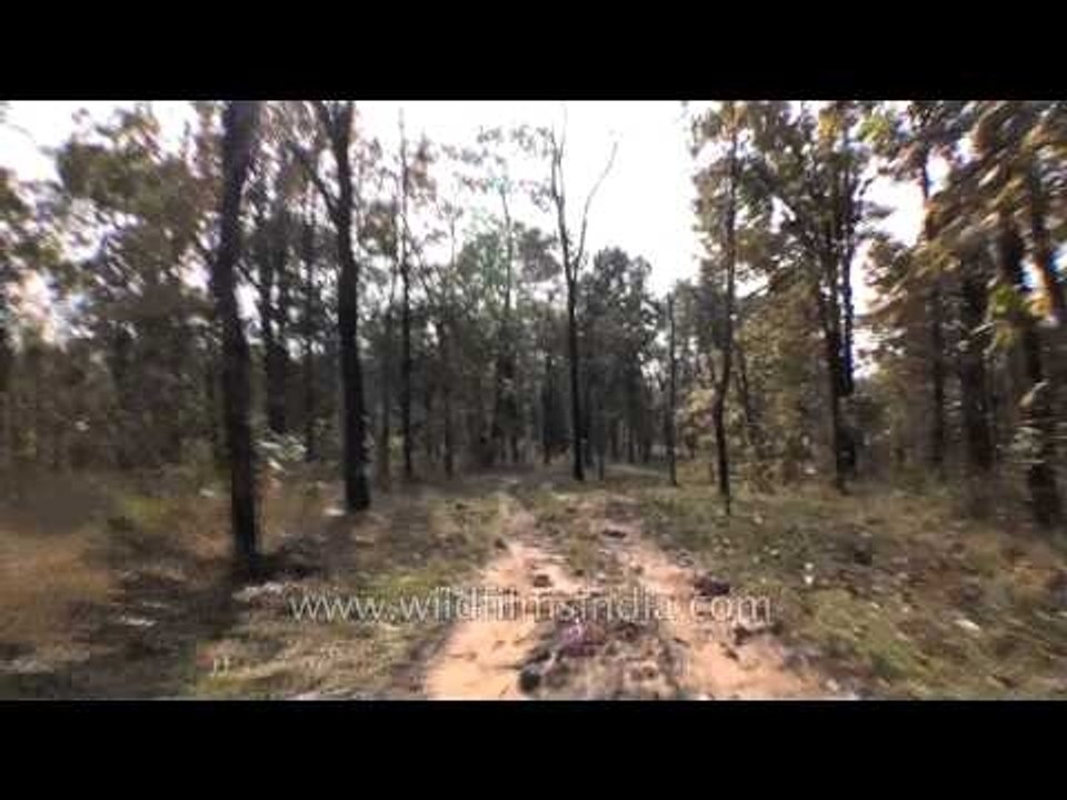 Herd of Gaur (Indian Bison) spotted during the Satpura safari