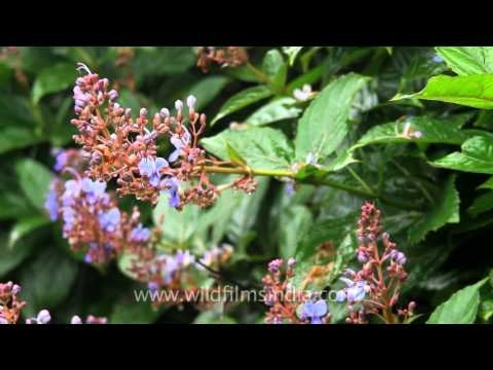 Rotheca serratum or Blue Fountain Bush of Kaas Plateau