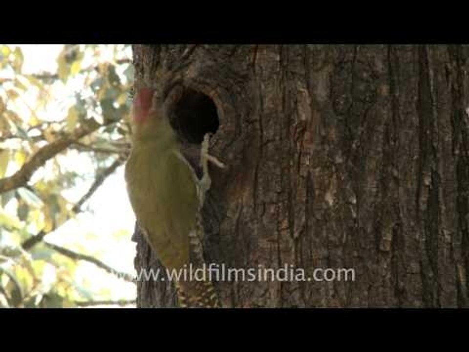 Mr. Woodpecker in the Himalaya...