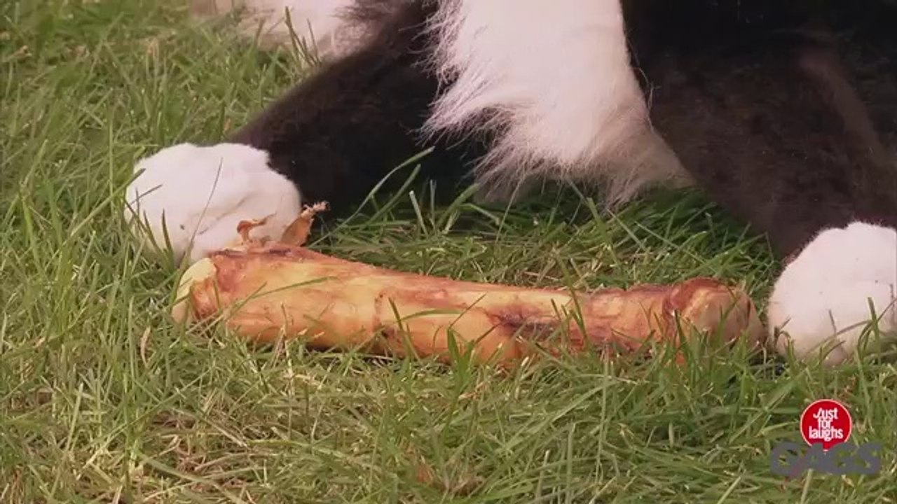 Fake Dog Attacks Real Dog