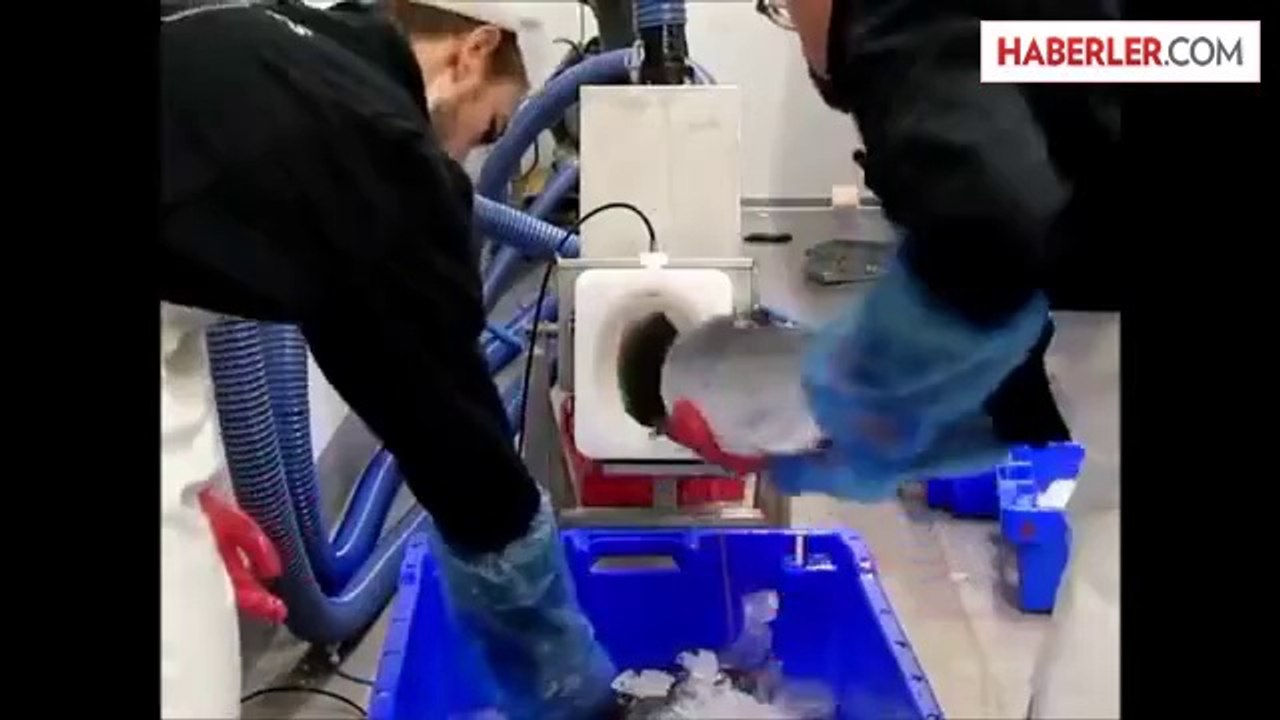 Somon Balıklarını Tüple Fırlatma Yöntemi Bulundu