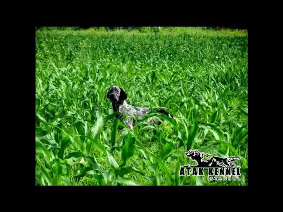 Atak Kennel: Quality Dogs & Breeding