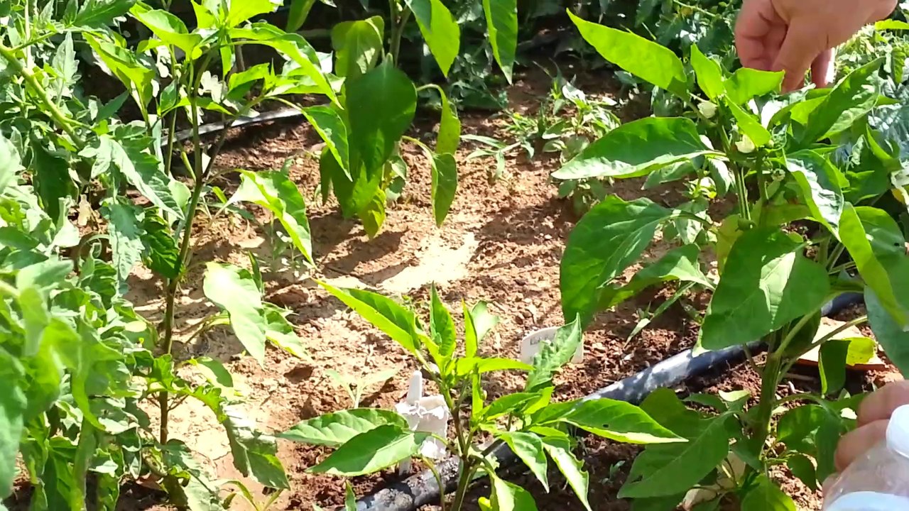 Irrigation Principles part 2