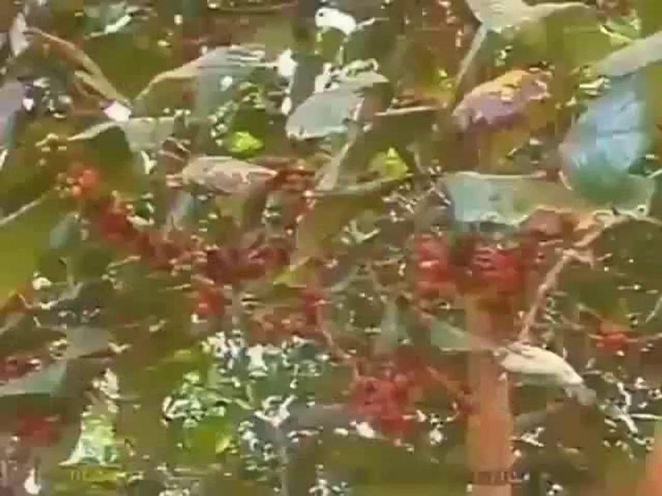 Lễ Hội Cao Nguyên