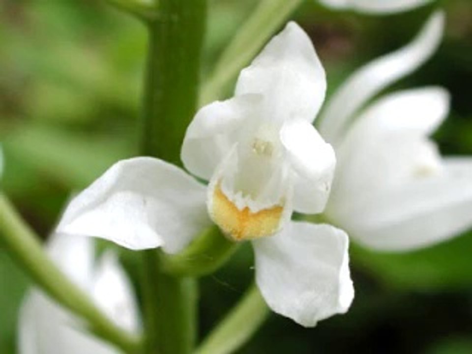 fleur blanche aaaa 3ammi echadli el 7anneni woooo 7oumani hhh