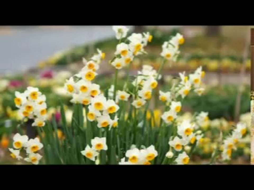 Eritrean Instrumental music - Dawit Kidane_2