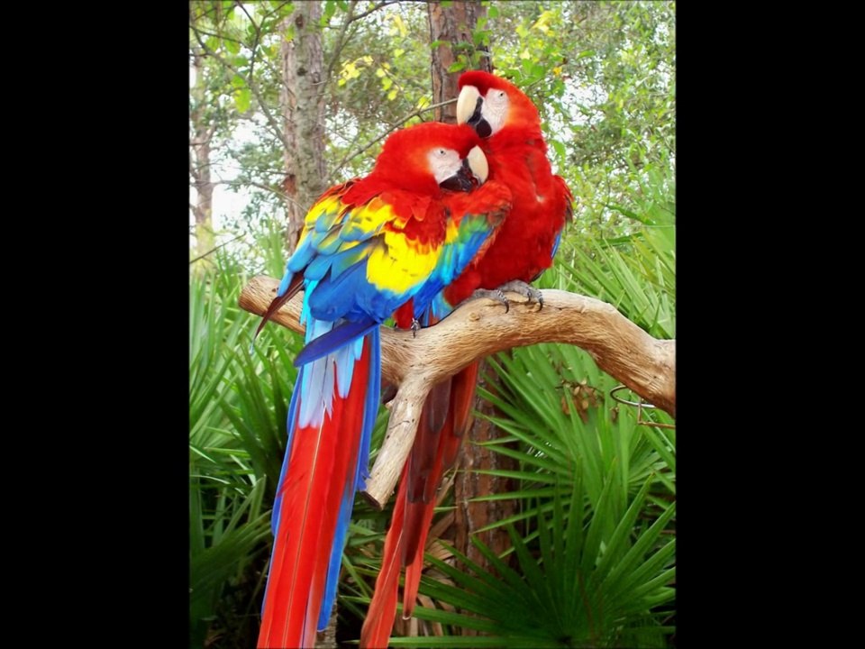 Animal Sounds_ Real Animals - Names, Sounds, and Babies' Names