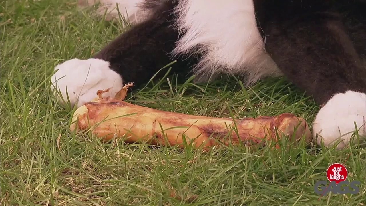 Stuffed Dog Attacks Real Dog