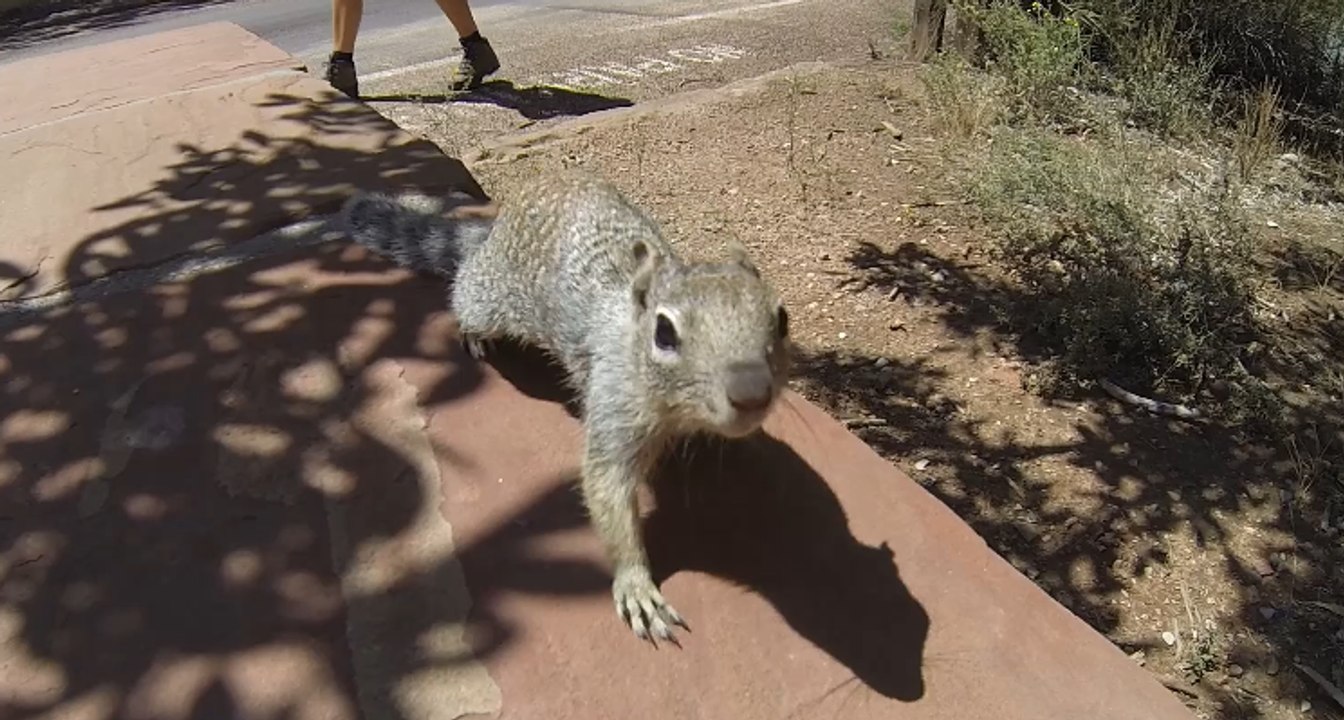Squirrel VS GoPro VS Salamon Bag (Zion NP)