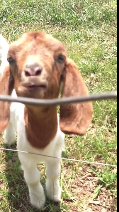Goat says what what
