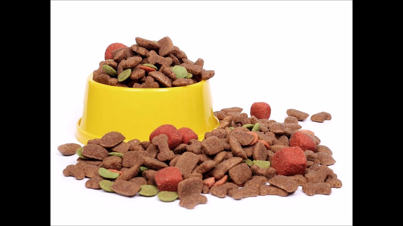 Los mejores piensos y comida para perros, cachorros y gatos.