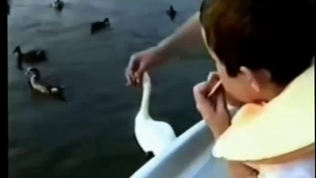 Very Short and Very Funny (Only 3 Seconds)