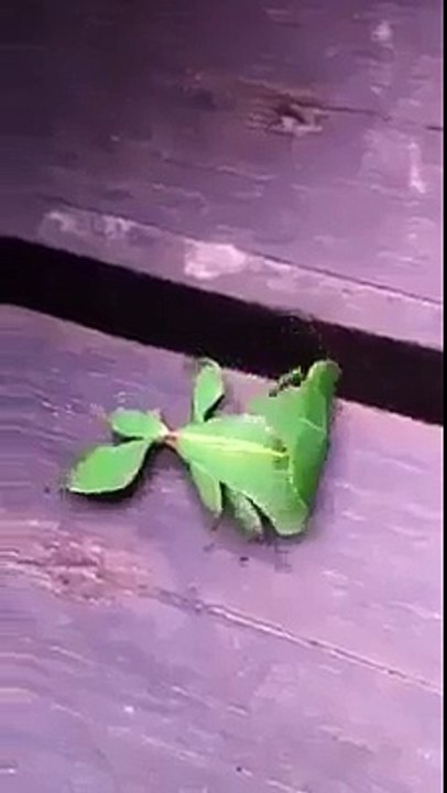 amazing bug amazing video