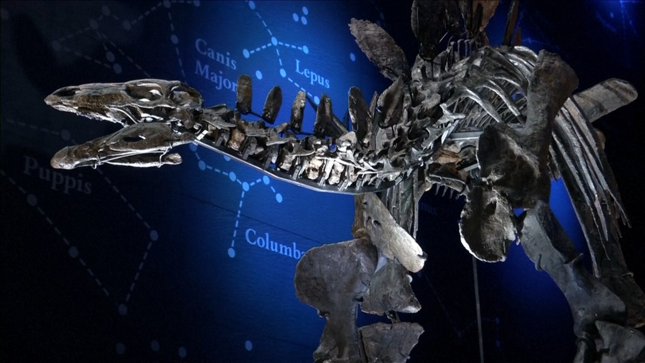 The Most Complete Stegosaurus Skeleton Ever, Annotated