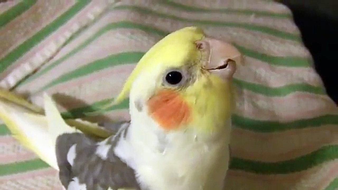 Funny Bird Give Answers on Math Questions!