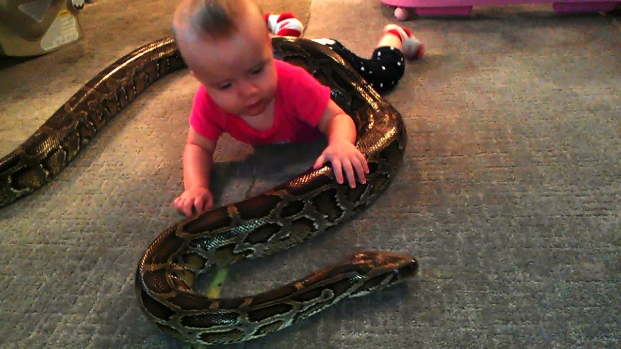 Baby Plays With Python