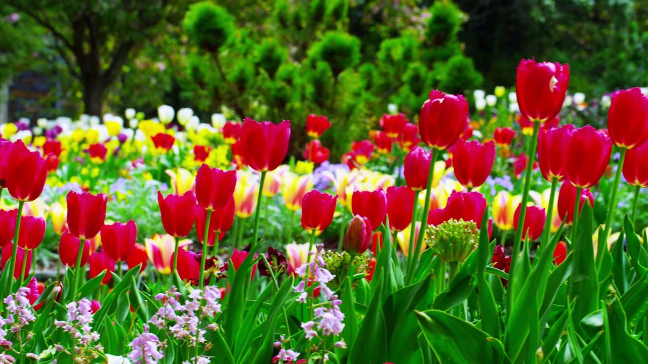 SPRING 4K (ULTRA HD)