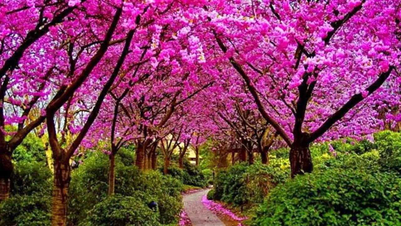 UnConditionally (Ahmad Shahzad)